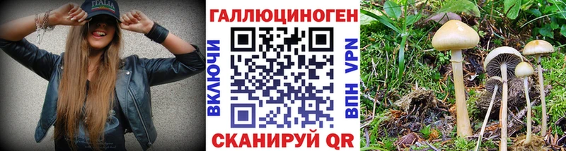 Купить закладки  Славск  Псилоцибиновые грибы мицелий 